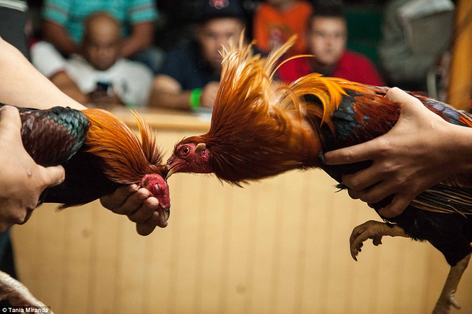 Bermain Sabung Ayam di S1288