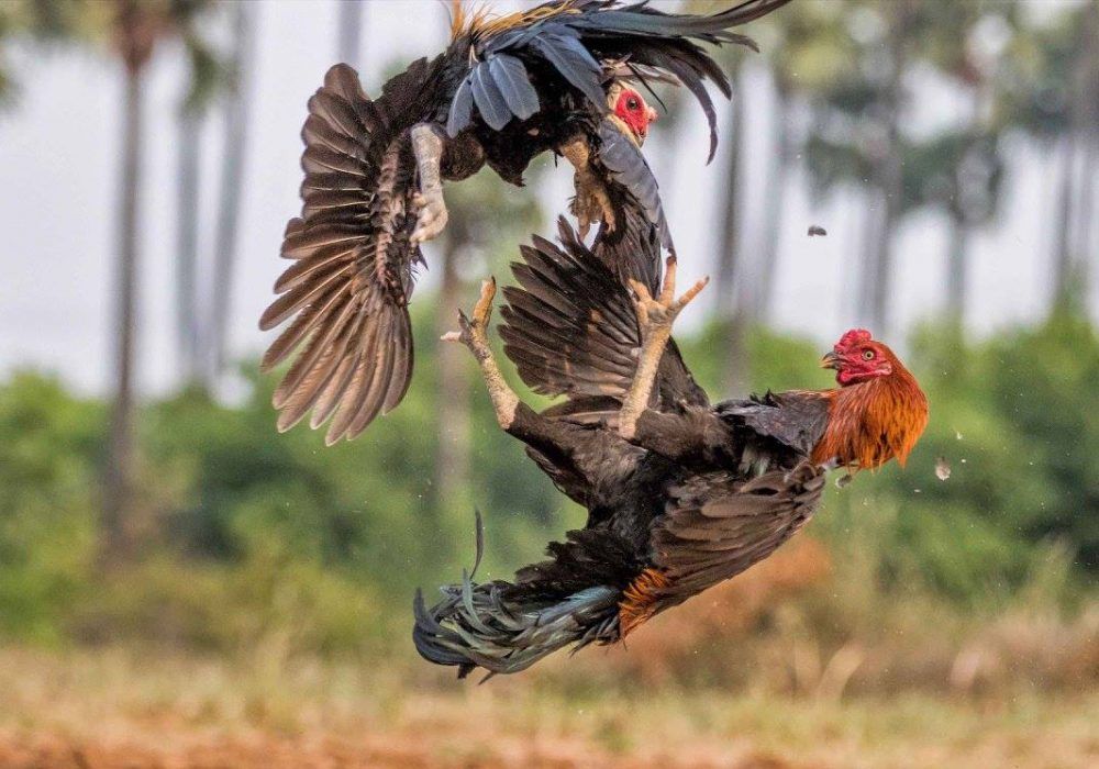 Bermain Mudah dan Aman Di Judi Sabung Ayam Online