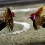 Strategi Cerdas Memilih Situs Sabung Ayam Online Terpercaya