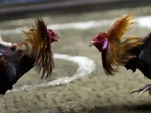 Strategi Cerdas Memilih Situs Sabung Ayam Online Terpercaya